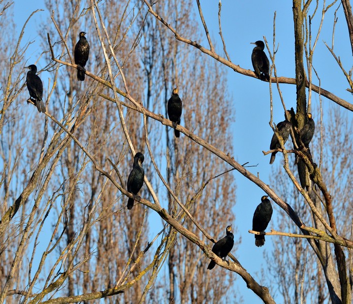 L''albero dei Cormorani